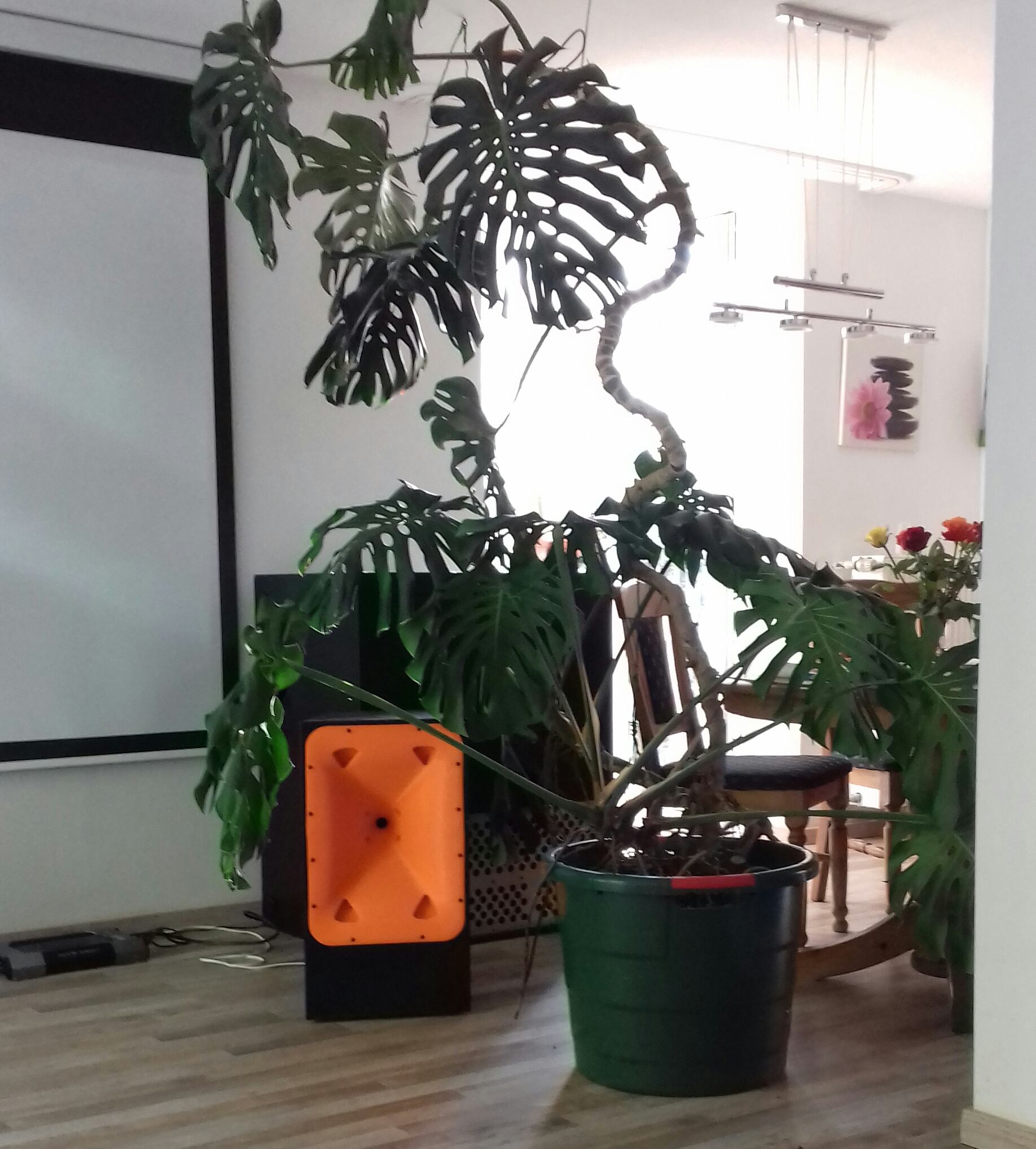 20200911_174400-1.jpg