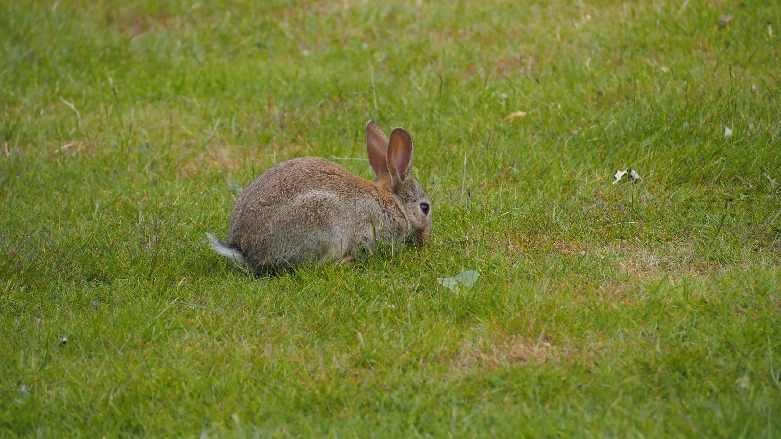 20250524-(13) (Querformat [16_9] WQHD 2560 x 1440).JPG