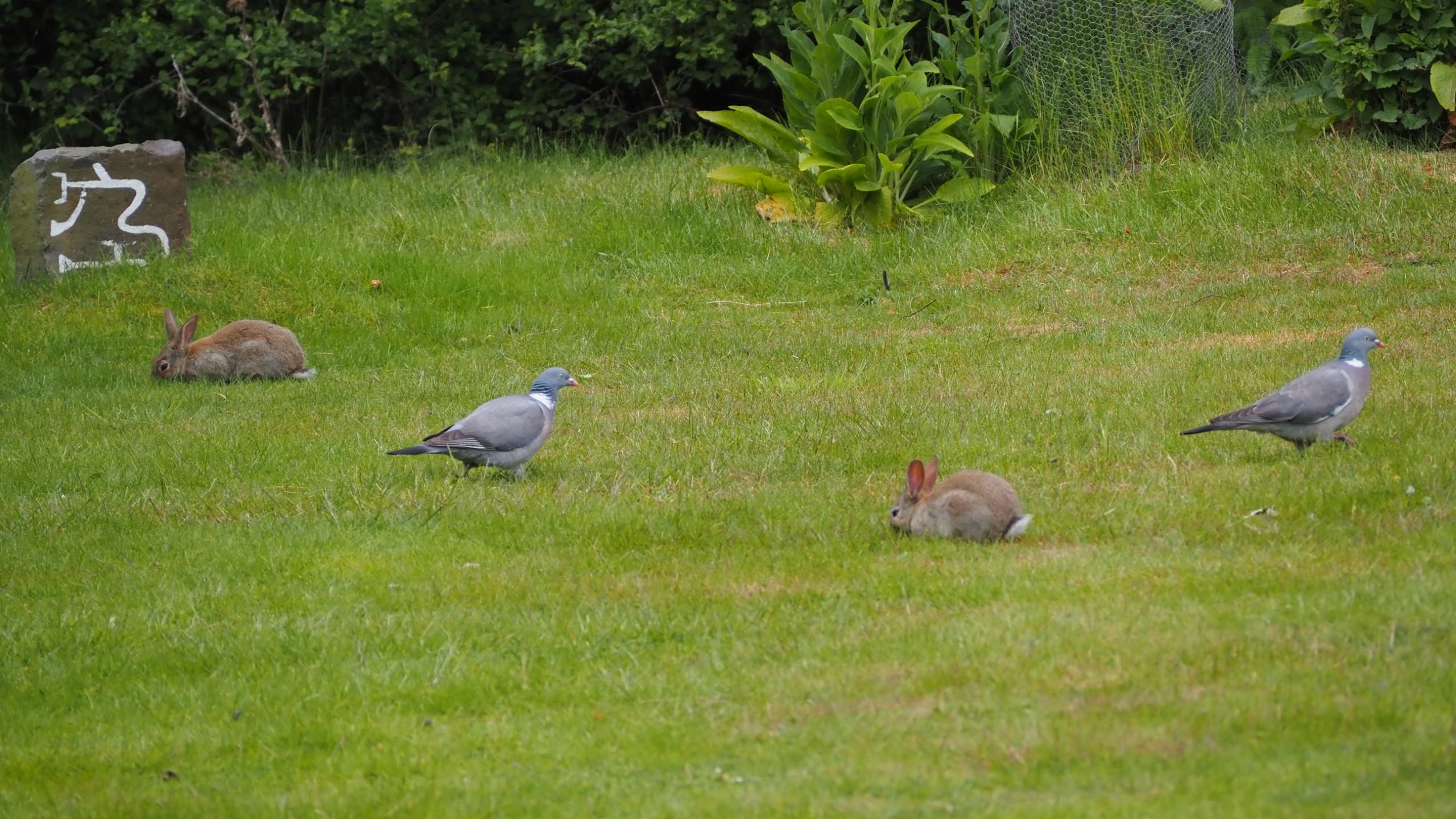 20250524-(9) (Querformat [16_9] WQHD 2560 x 1440).JPG