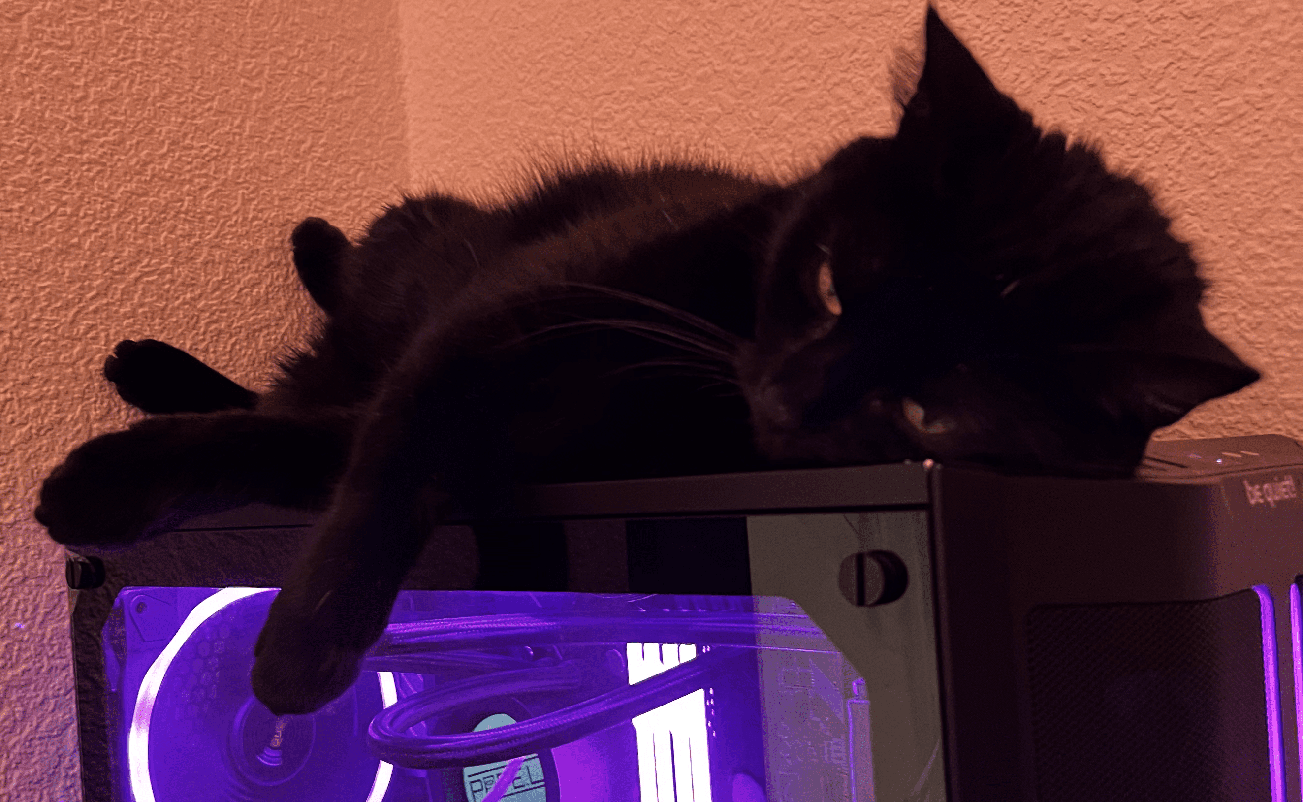 catapproved-min.png