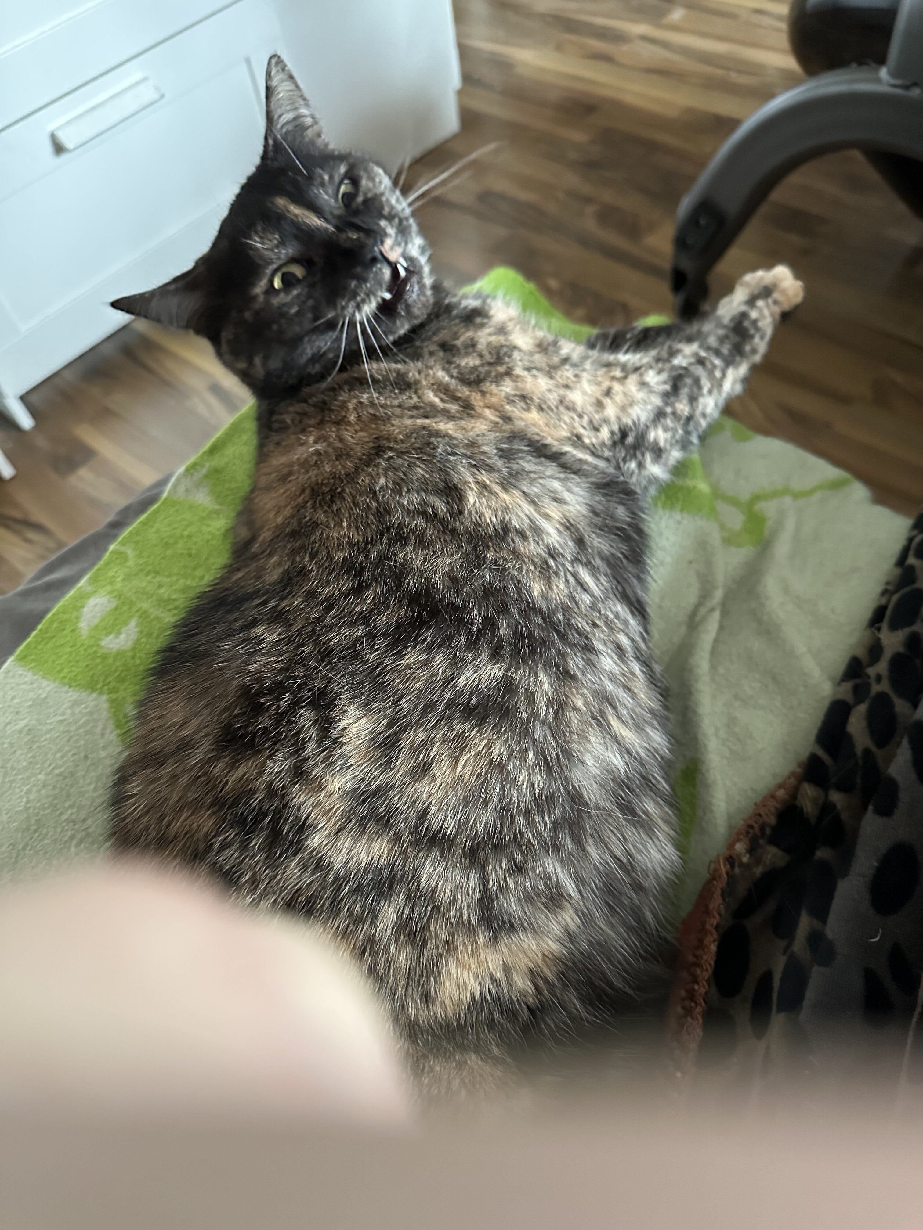 F880F206-431D-4E37-9AE2-09E156B84617.jpeg