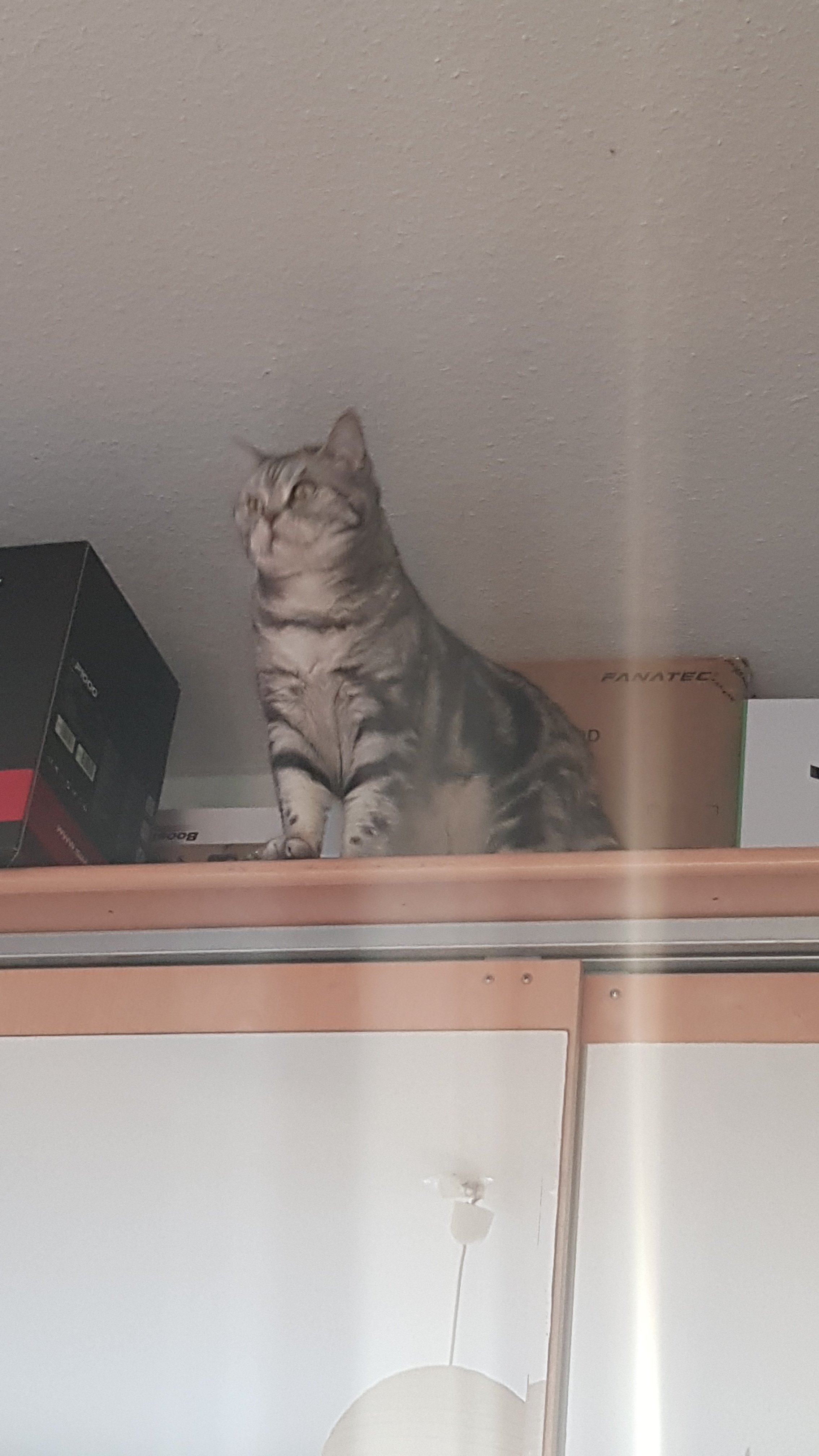 IMG-20250329-WA0004.jpeg