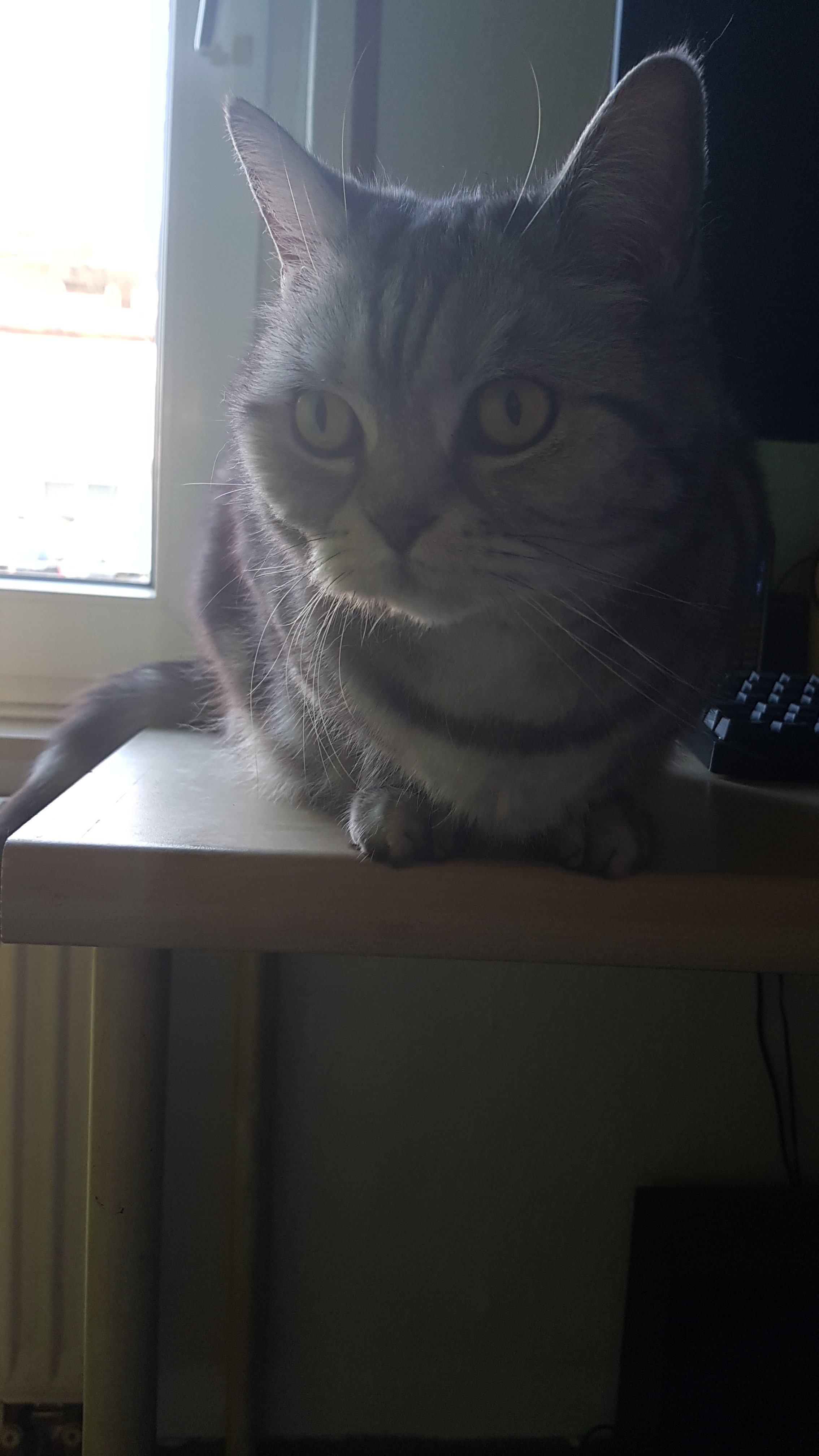 IMG-20250329-WA0012.jpeg