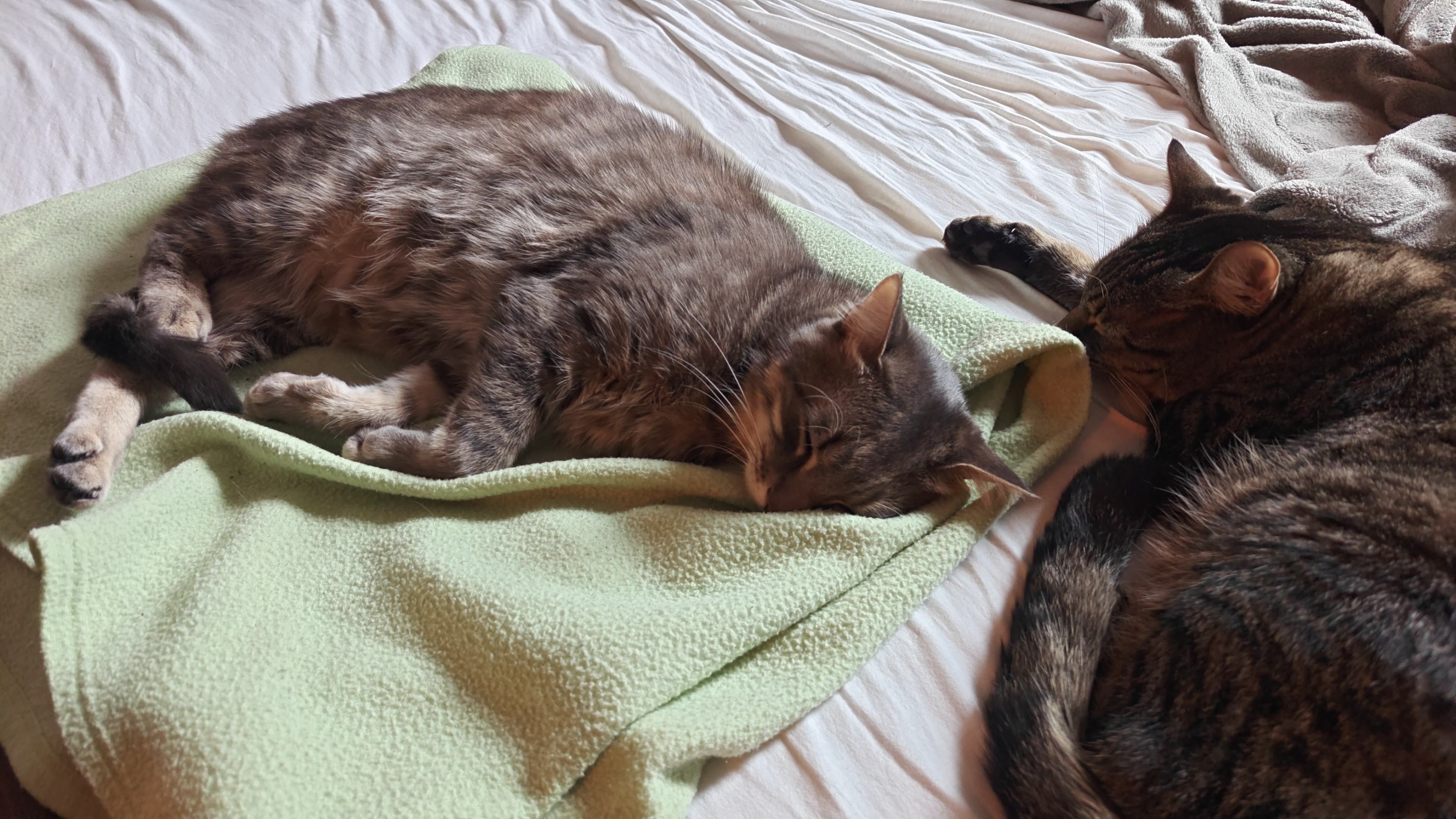IMG-20250709-WA0011.jpeg