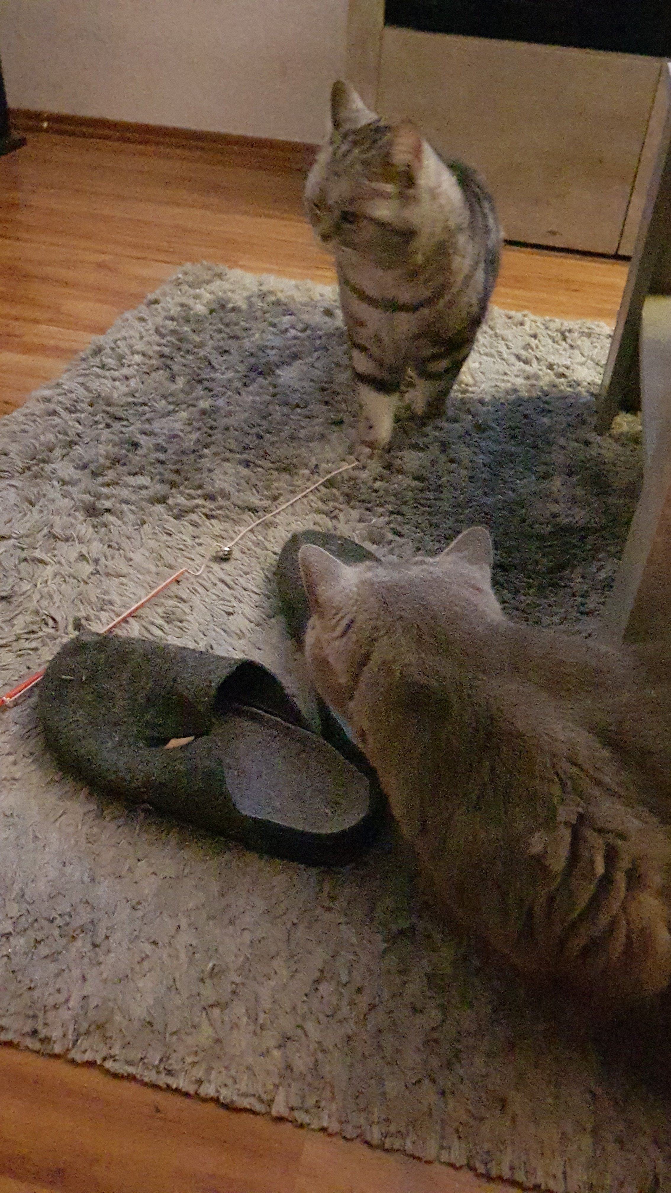 IMG-20250906-WA0006.jpeg