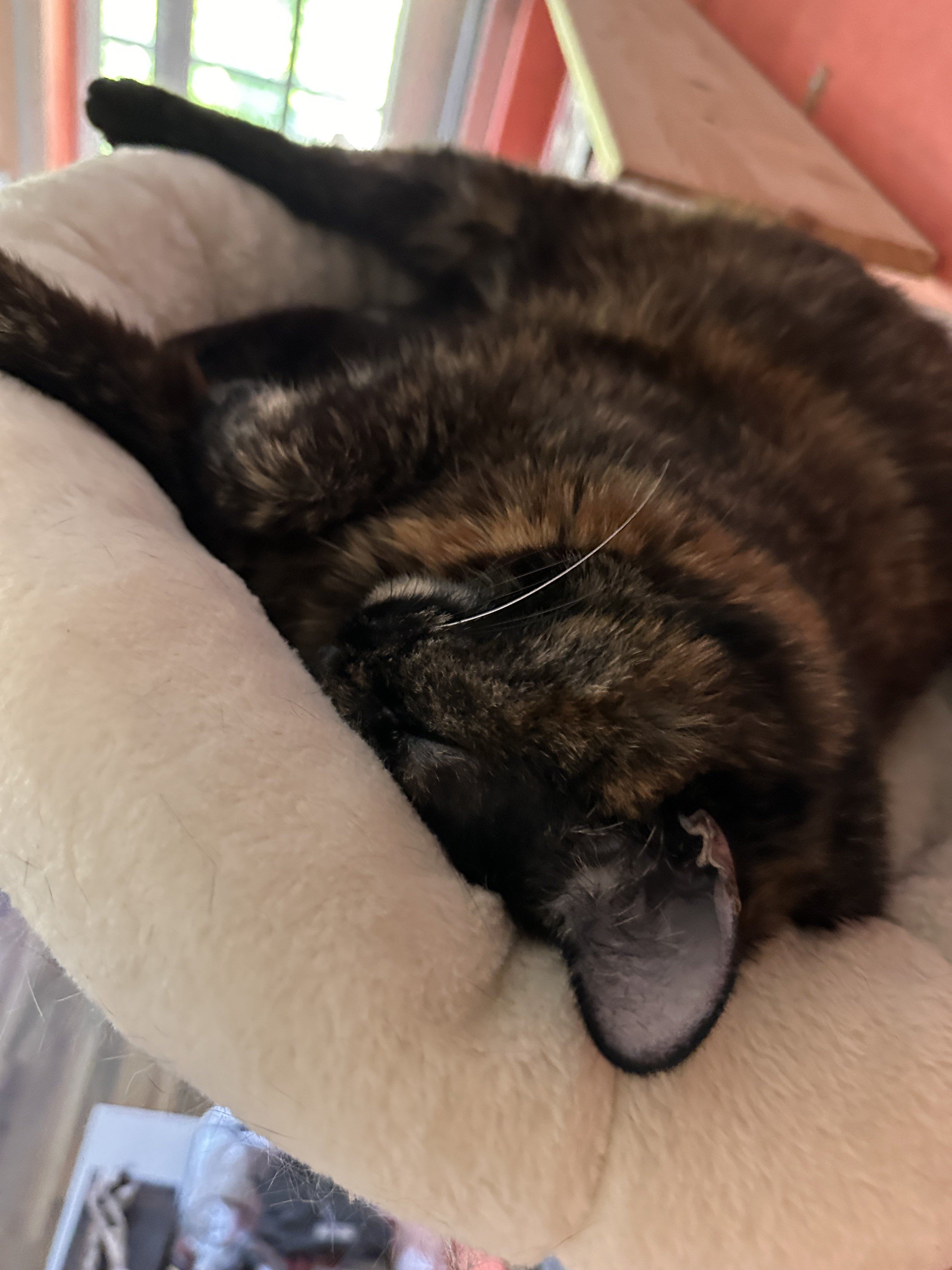 IMG_0711.jpeg