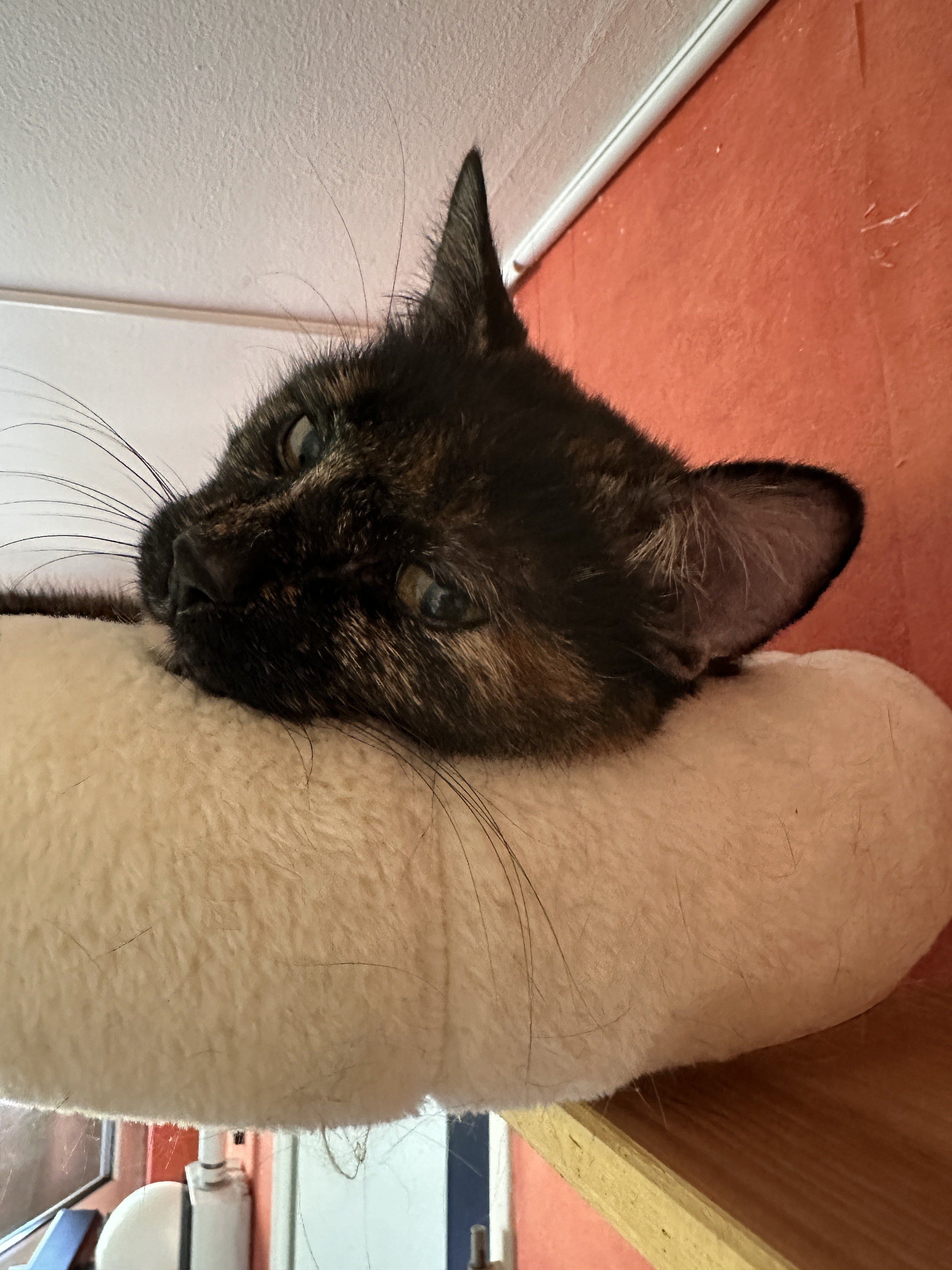 IMG_0714.jpeg