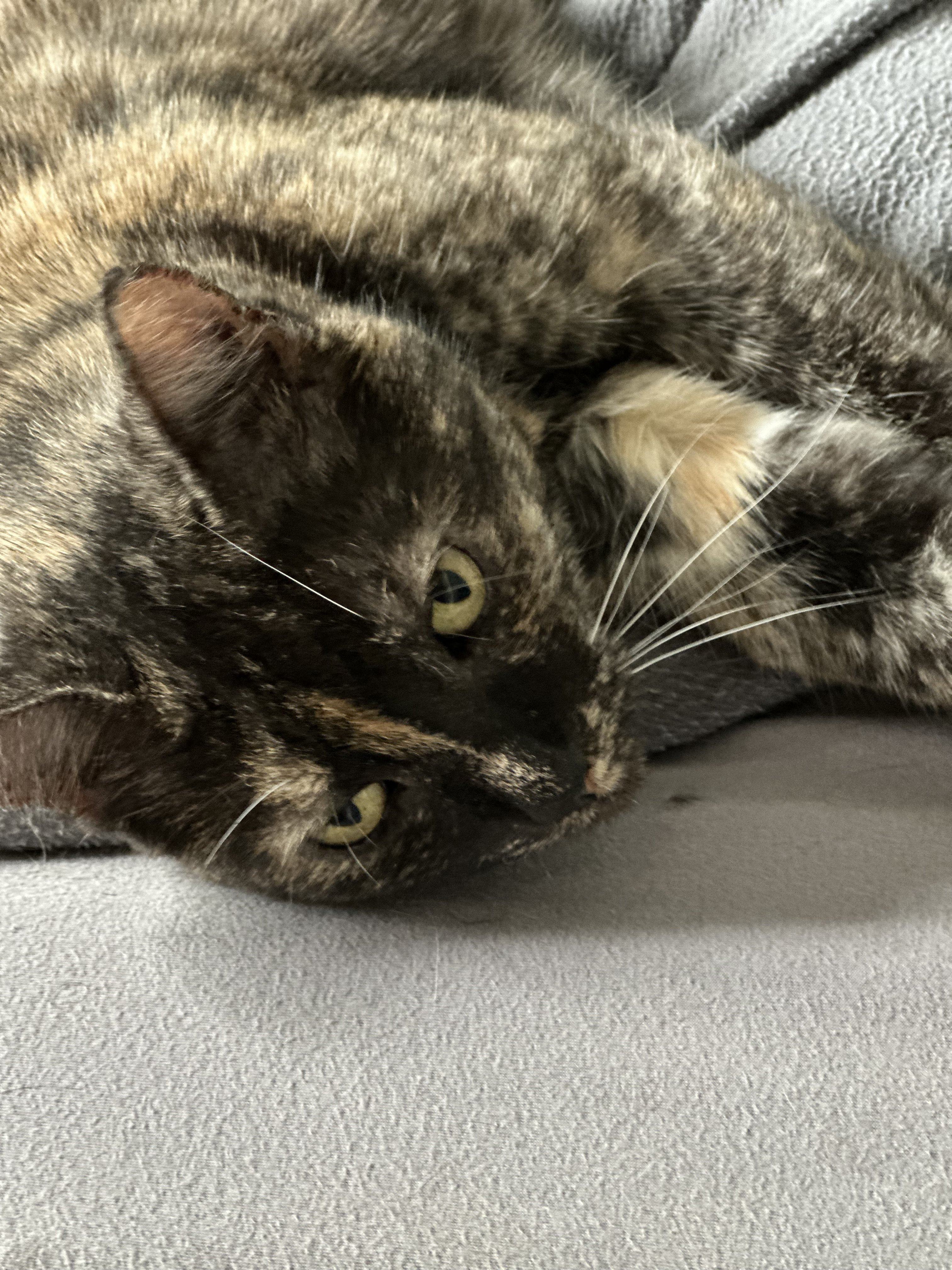 IMG_2907.jpeg