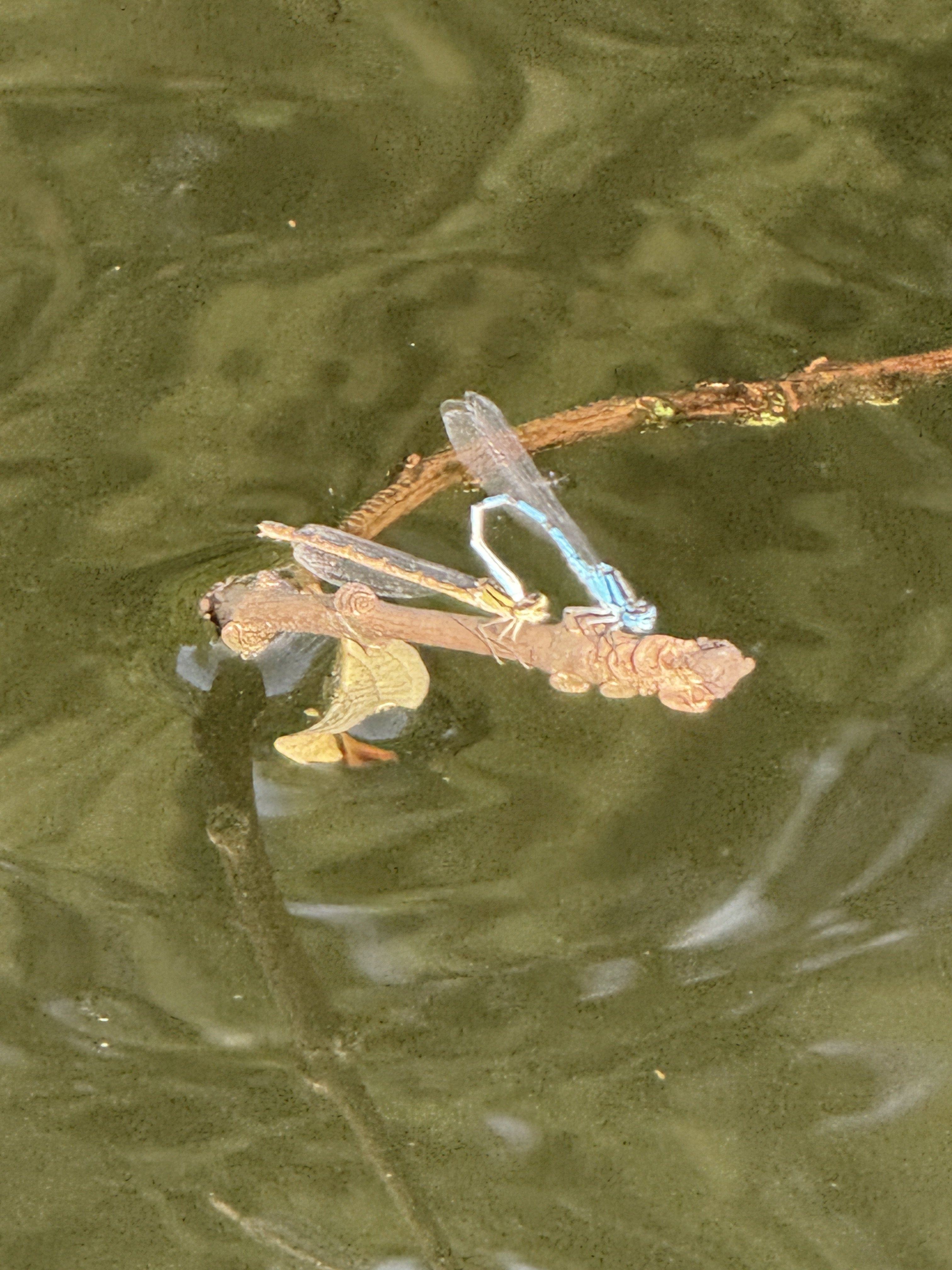IMG_6278.jpeg