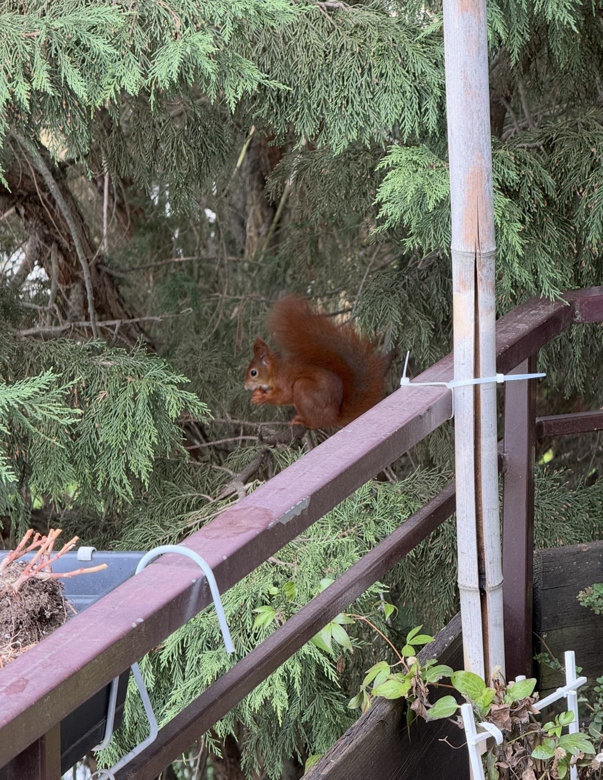 IMG_6647.jpeg
