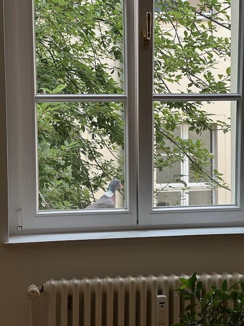 IMG_7130.jpeg