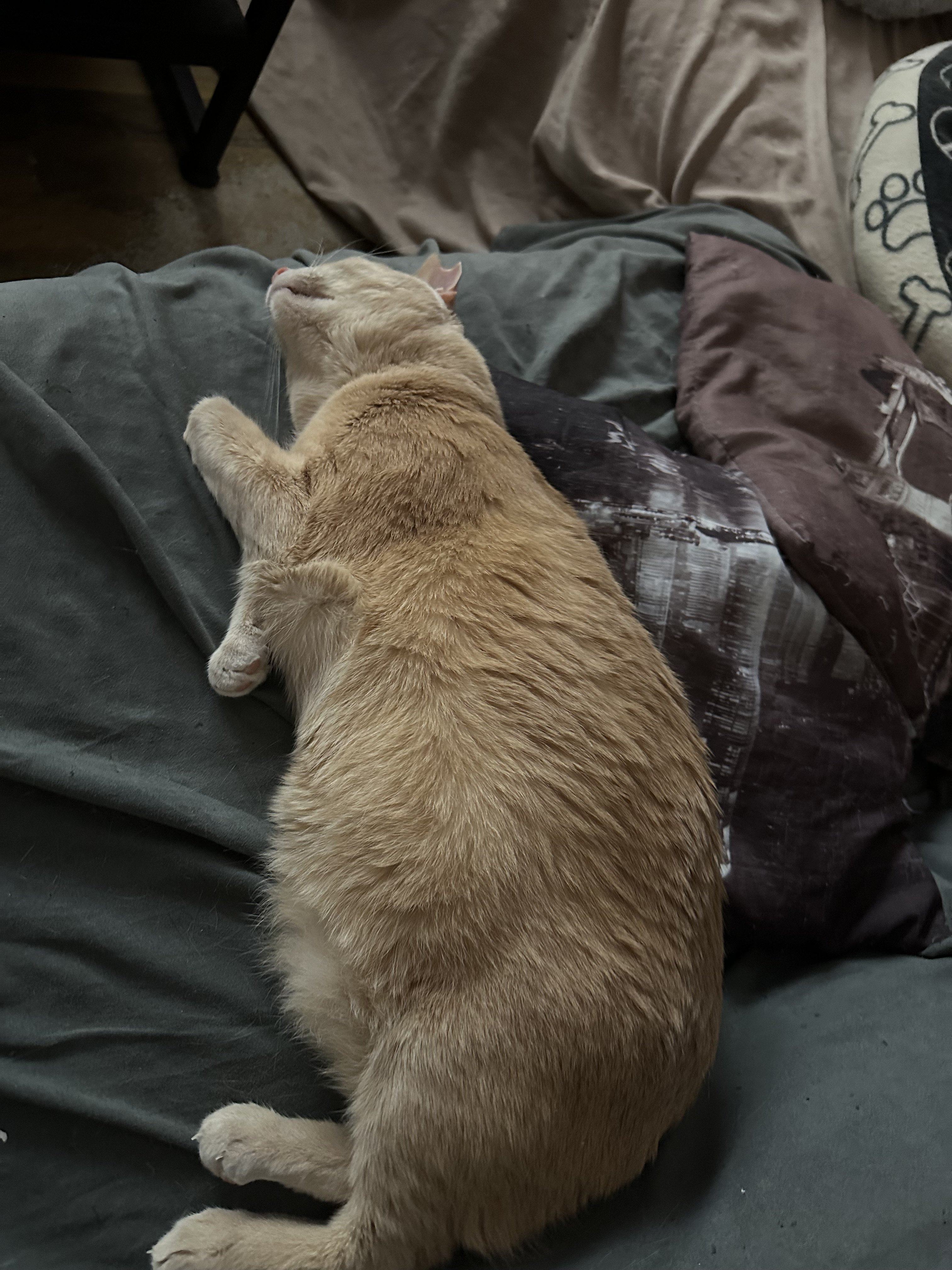 IMG_7785.jpeg