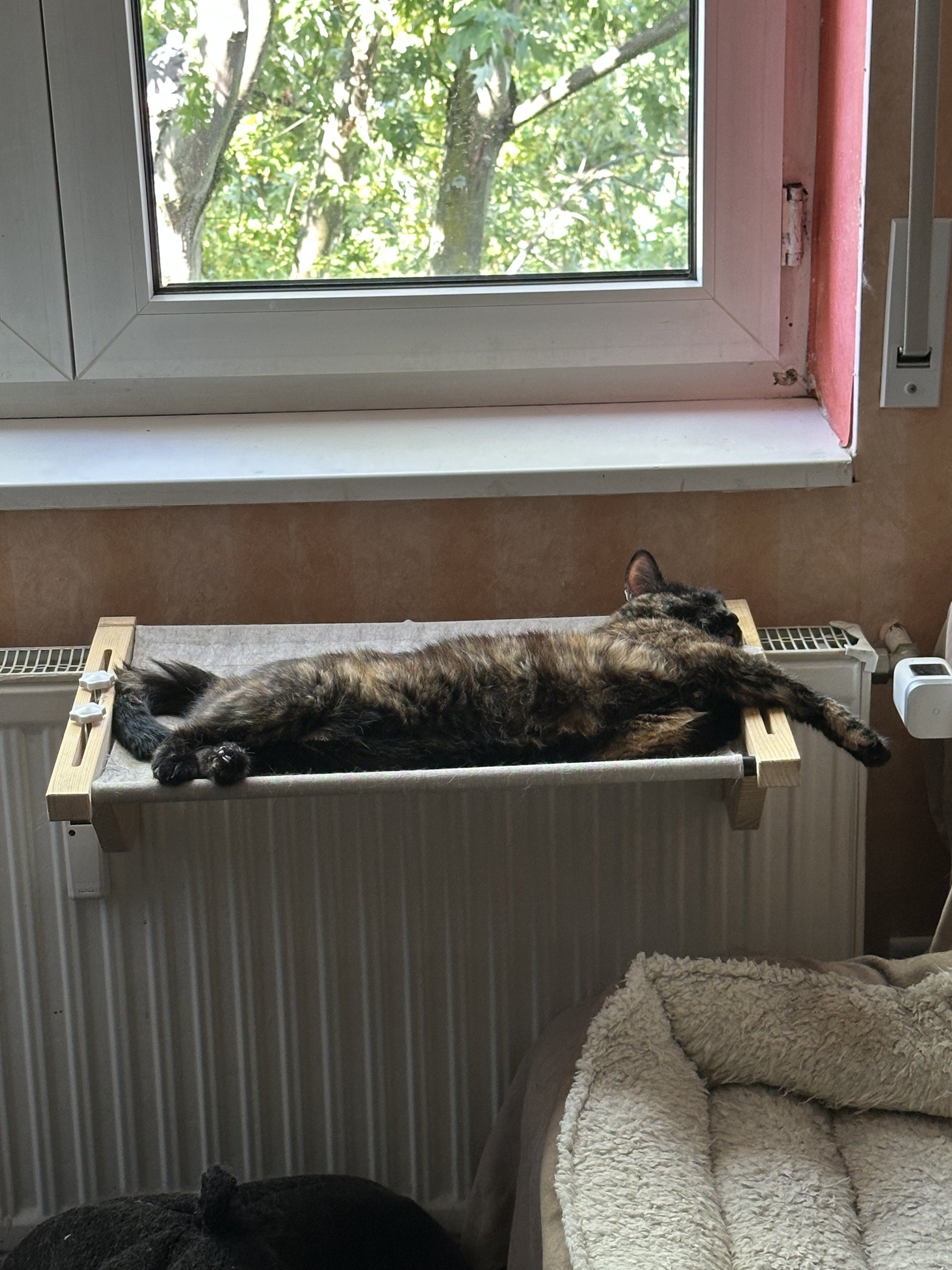 IMG_8052.jpeg