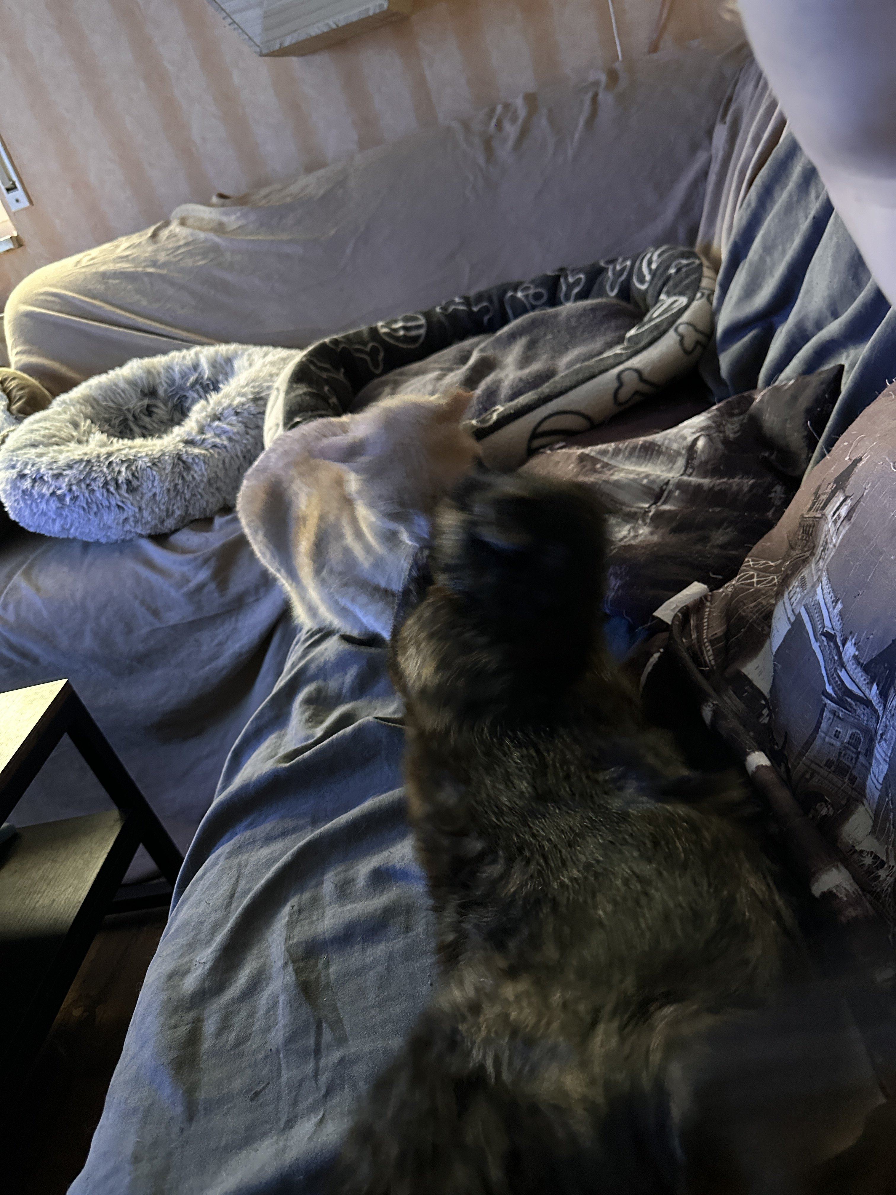 IMG_8299.jpeg
