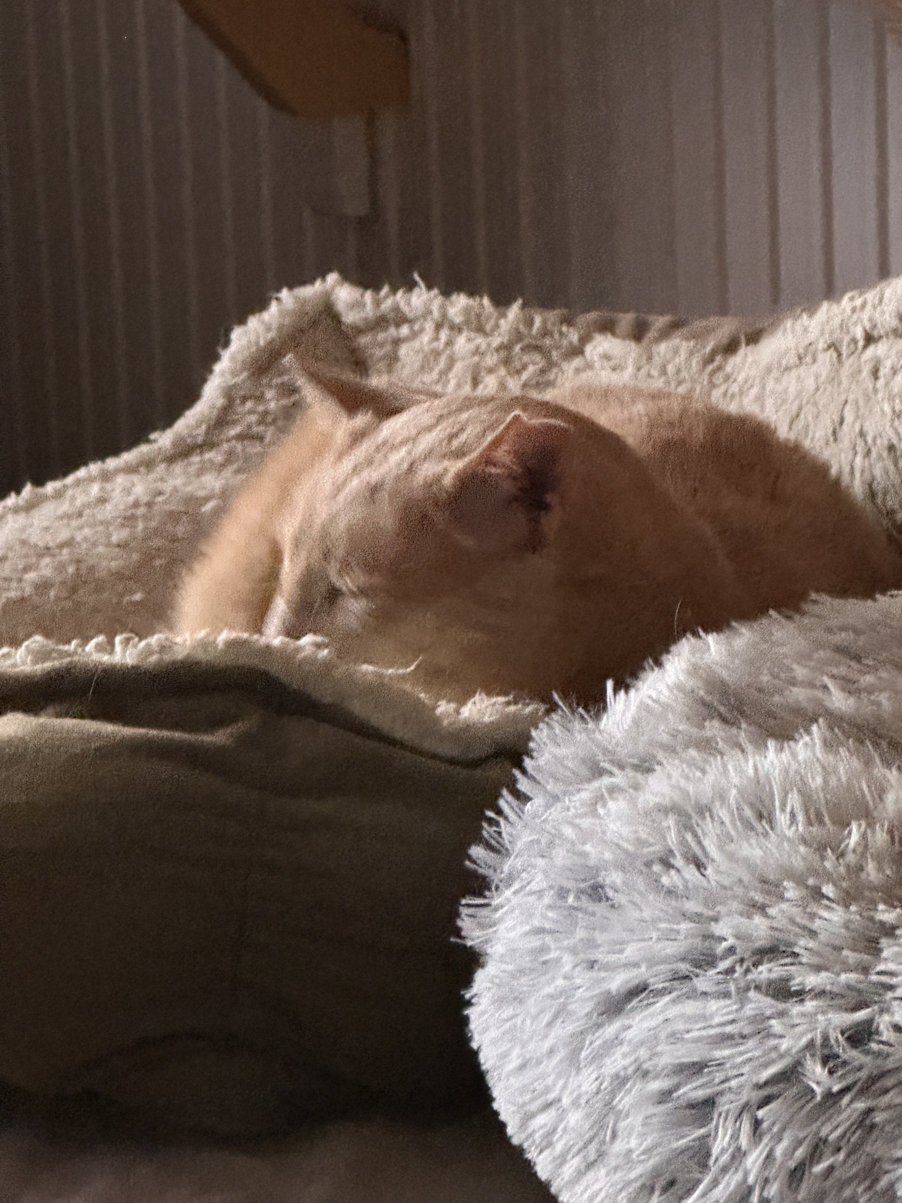 IMG_8366.jpeg