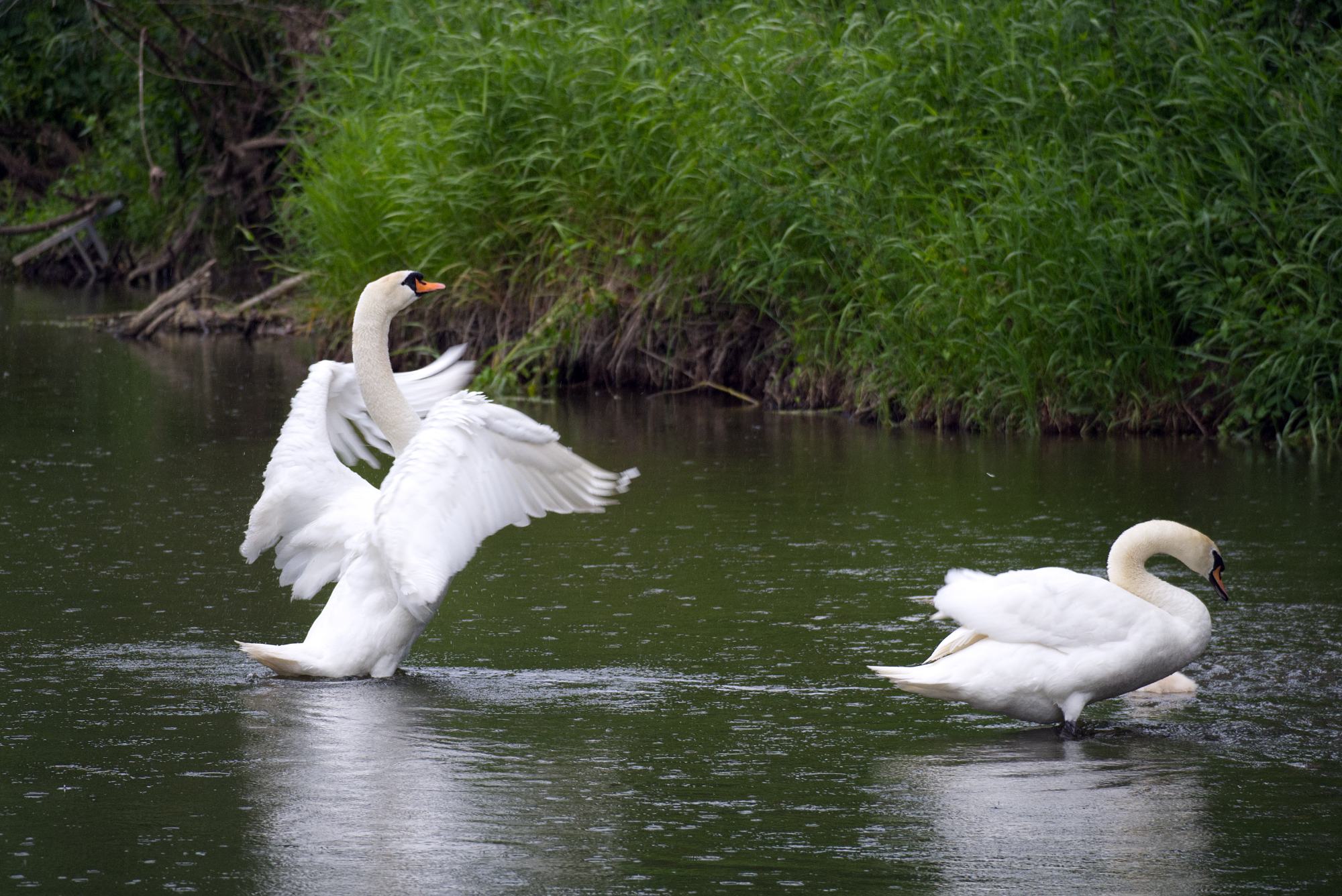 schwan1.jpg
