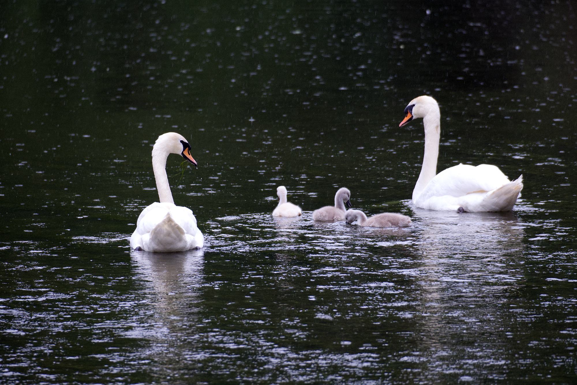 schwan5.jpg