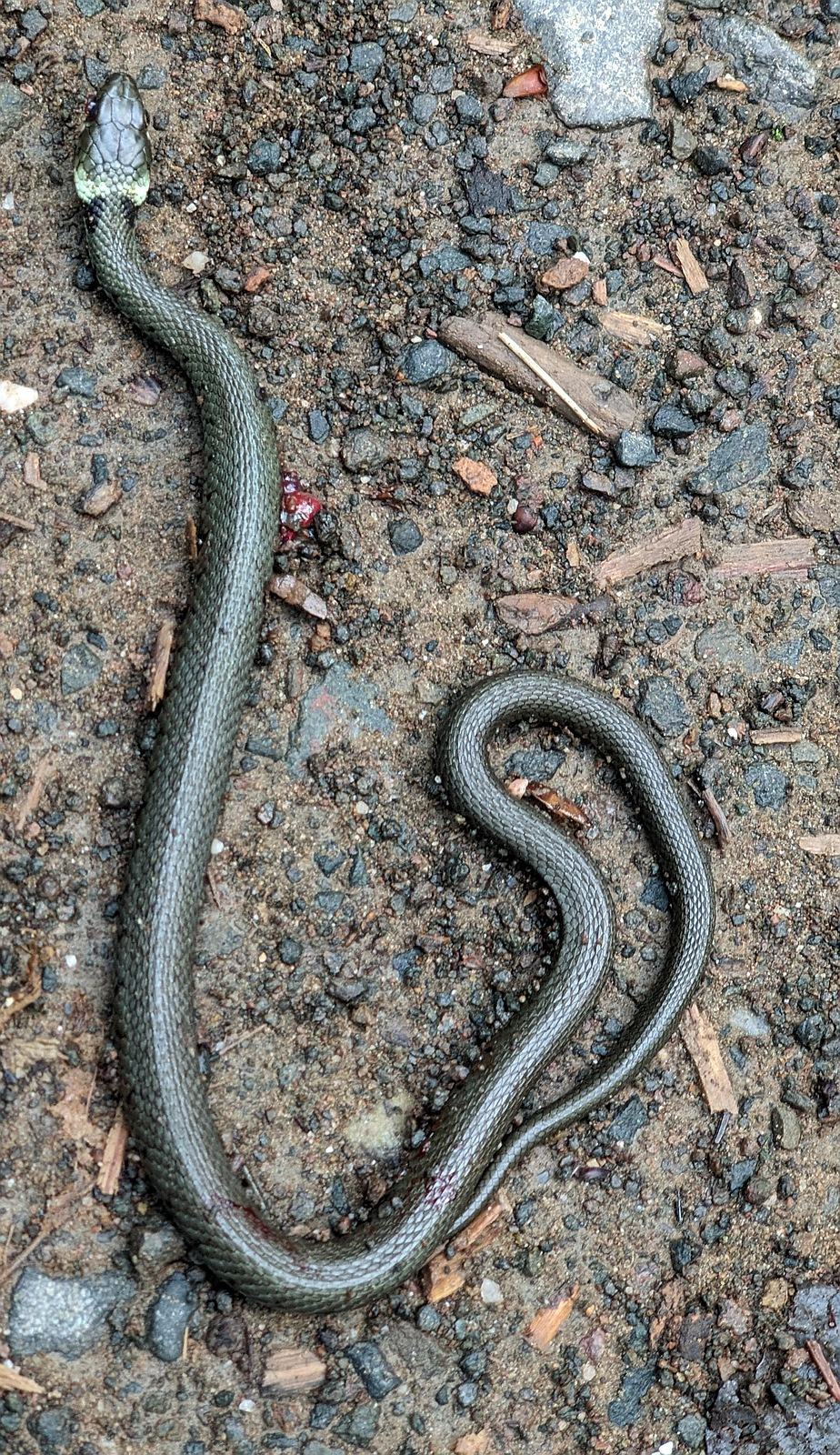 snek.jpg