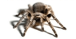 Tito & Tarantula_2.png