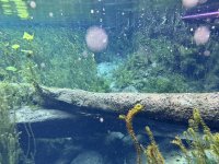 IMG_8504.jpeg