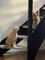 IMG_0629.jpeg