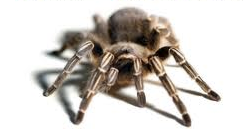 Tito & Tarantula_2.png