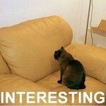 funny-pictures-interesting.jpg
