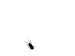 fliege.gif