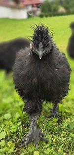 250618_chickens_of_Mordor.jpg