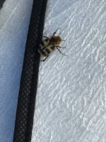 IMG_4809.jpeg