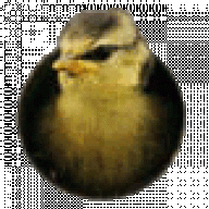 smutbert