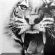 Siberian Tiger