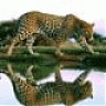 [UKF]Leopard