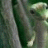 Mauerfrosch