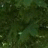 Banai