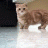 cattpot