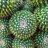 grandecactus