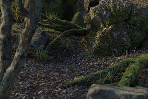 Graswald als Plugin für Blender