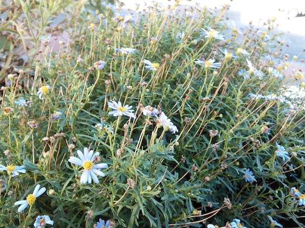 Probleme mit Pastelltönen